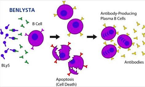 Belimumab: From SLE to AIH Human monoclonal antibody that inhibits B-cell activating factor (BAFF)
