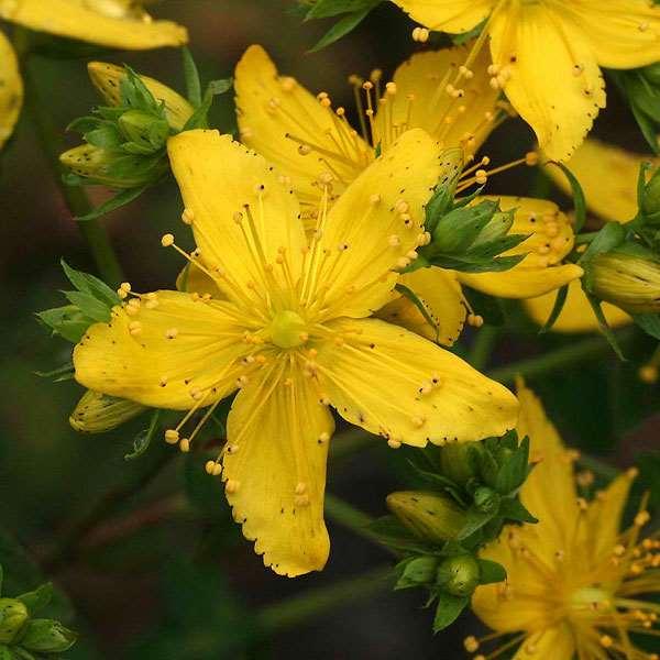 Υποομάδες χωρισμός με φυτά Βάλσαμο (Σπαθόχορτο) Το Βάλσαμο είναι ένα θαμνώδες φυτό με έντονα κίτρινα άνθη. Το συναντούμε διάσπαρτο σε πολλά μέρη της Μάνης αλλά και του υπόλοιπου Ελλαδικού χώρου.
