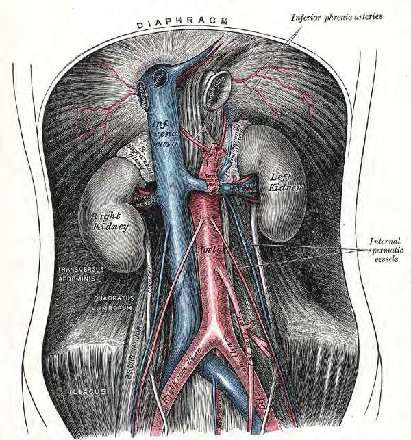 κορυφή της κυρτότητας αντιστοιχεί στον 3 ο οσφυϊκό σπόνδυλο. Καθώς κατέρχεται ελαττώνεται απότομα σε διάμετρο.[2] Η κοιλιακή Αορτή και οι κλάδοι της. Henry Gray (1821 1865). Anatomy of the Human Body.