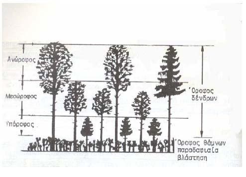 1.2.2 Κατακόρυφη διάρθρωση του δάσους Η κατακόρυφη διάρθρωση του δάσους διακρίνεται στην ορόφωση και τη συγκόμωση των συστάδων (Ντάφης 1998).
