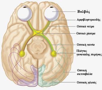 Το οπτικό νεύρο σχηματίζεται από όλες τις νευρικές ίνες του αμφιβληστροειδούς (νευράξονες των γαγγλιακών κυττάρων).