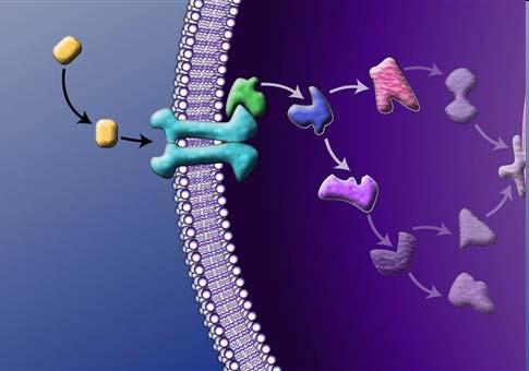 protein coupled receptors" προβλημάτων Σηματοδοτικά μονοπάτια
