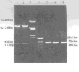 343 60, 60 s 72, 60 s 94, 30 s, 25 017 % ) CS 1 CS CS F ig11 The CS prote in structure and amplif ied reg ion of the CS prote in partial gene fragmen ṫ CS CS -,, 017%, CS EcoR g + Salg, M 13 mp 18,