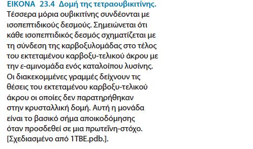 Μια πρωτεΐνη της ζύμης με μεθειονίνη στο αμινο-τελικο άκρο της τυπικά έχει χρόνο ημιζωής περίπου 20 ώρες ενώ μια