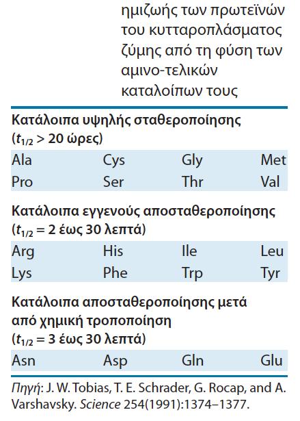 Ένα πολύ αποσταθεροποιητίκο αμινο-τελικό κατάλοιπο όπως η αργινίνη ή η λευκίνη ευνοεί την ταχεία ουβικιτινυλίωση,