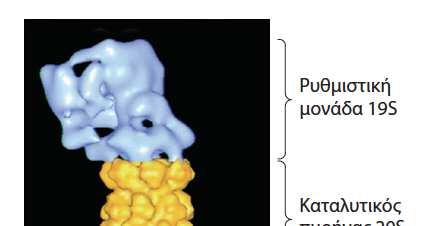 ΤΟ ΠΡΩΤΕΑΣΩΜΑ ΠΕΠΤΕΙ ΠΡΩΤΕΪΝΕΣ ΣΗΜΑΣΜΕΝΕΣ ΜΕ ΟΥΒΙΚΙΤΙΝΗ Η πρόσβαση στο εσωτερικό του πυρήνα του ελέγχεται από μία ρυθμιστική υπομονάδα 19S, σύμπλοκο που