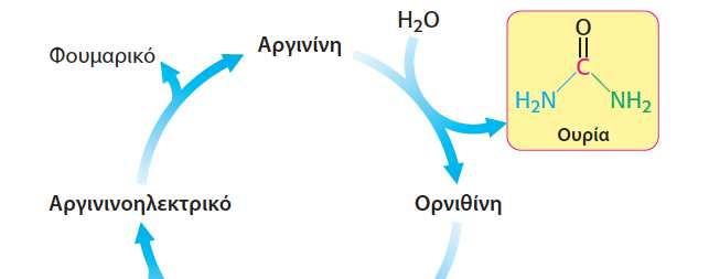 ΣΤΑ ΠΕΡΙΣΣΟΤΕΡΑ ΧΕΡΣΑΙΑ ΣΠΟΝΔΥΛΩΤΑ ΤΟ ΙΟΝ ΑΜΜΩΝΙΟΥ ΜΕΤΑΤΡΕΠΕΤΑΙ ΣΕΟΥΡΙΑ Ουρία: Έχει 2 άτομα Ν, το ένα από το