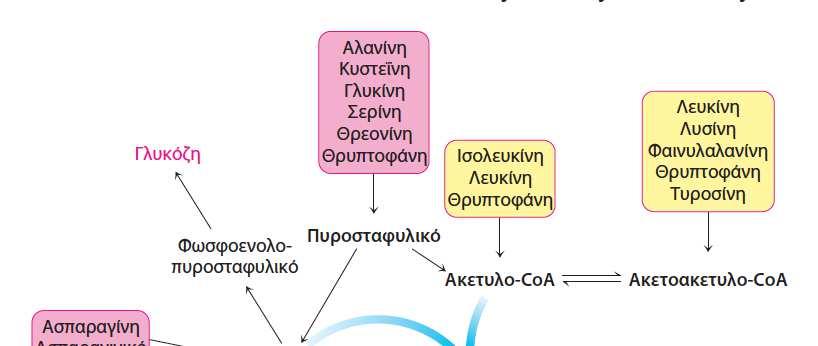 ΤΑ ΑΤΟΜΑ ΑΝΘΡΑΚΑ ΤΩΝ ΑΠΟΙΚΟΔΟΜΟΥΜΕΝΩΝ ΑΜΙΝΟΞΕΩΝ ΕΜΦΑΝΙΖΟΝΤΑΙ ΣΤΑ ΚΥΡΙΑ ΜΕΤΑΒΟΛΙΚΑ ΕΝΔΙΑΜΕΣΑ Μετά την αφαίρεση α-αμινομάδας: Μετασχηματισμός ανθρακικών σκελετών σε κύρια μεταβολικά ενδιάμεσα που