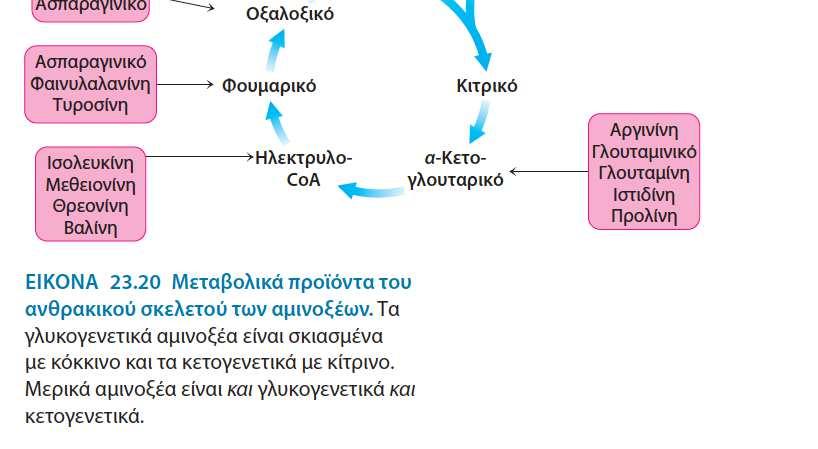 α-κετογλουταρικό, 5. Ηλεκτρυλο-CoA, 6. Φουμαρικό, 7. Οξαλοξικό Κετογενετικά: 1. Αμινοξέα που αποικοδομούνται σε ακετυλο-coa ή ακετοακετυλο-coa 2.