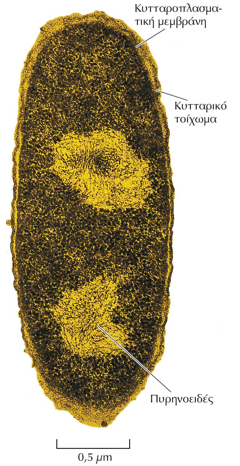 ΕΙΚΟΝΑ 1.5 Φωτογραφία ηλεκτρονικού μικροσκοπίου που δείχνει το βακτήριο E. coli.