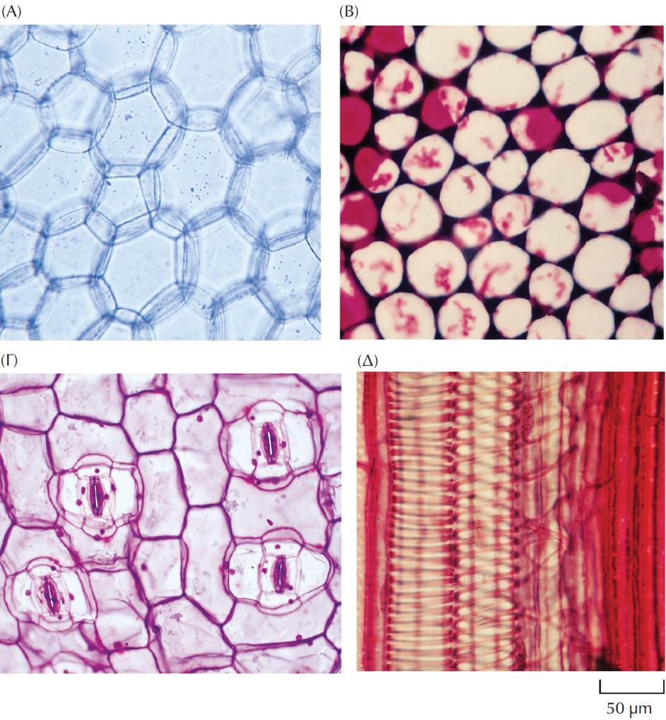 Φυτικοί ιστοί 1. Θεμέλιος ιστός Παρεγχυματικά κύτταρα: φωτοσύνθεση, κολλεγχυματικά και σκληρεγχυματικά κύτταρα: δομική στήριξη. 2.