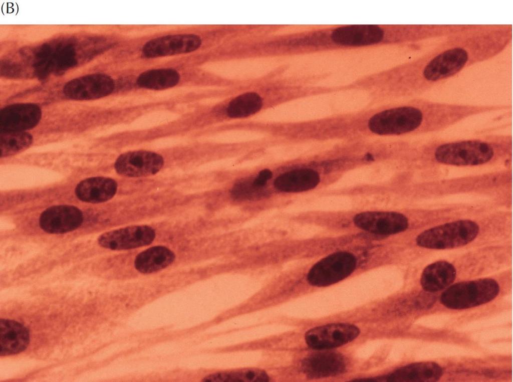 ΕΙΚΟΝΑ 1.12 Φωτογραφίες φωτονικού μικροσκοπίου που δείχνουν αντιπροσωπευτικά ζωικά κύτταρα.