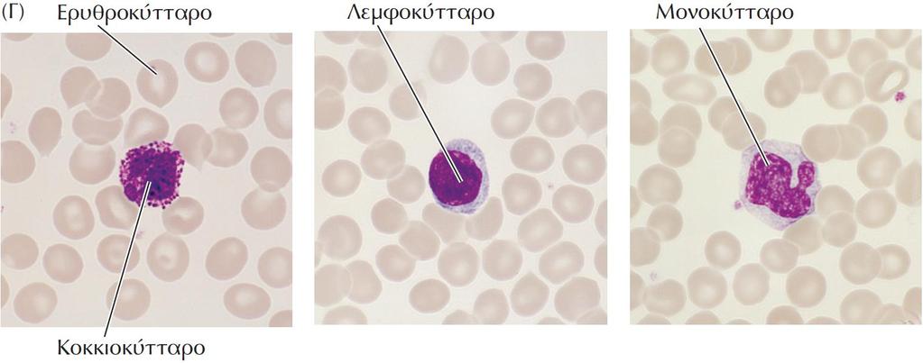 (Γ) Ερυθροκύτταρα, κοκκιοκύτταρα, λεμφοκύτταρα και μονοκύτταρα στο ανθρώπινο αίμα. [(Α)i και (A)ii, G. W.
