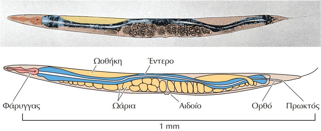 ΕΙΚΟΝΑ 1.15 Caenorhabditis elegans.