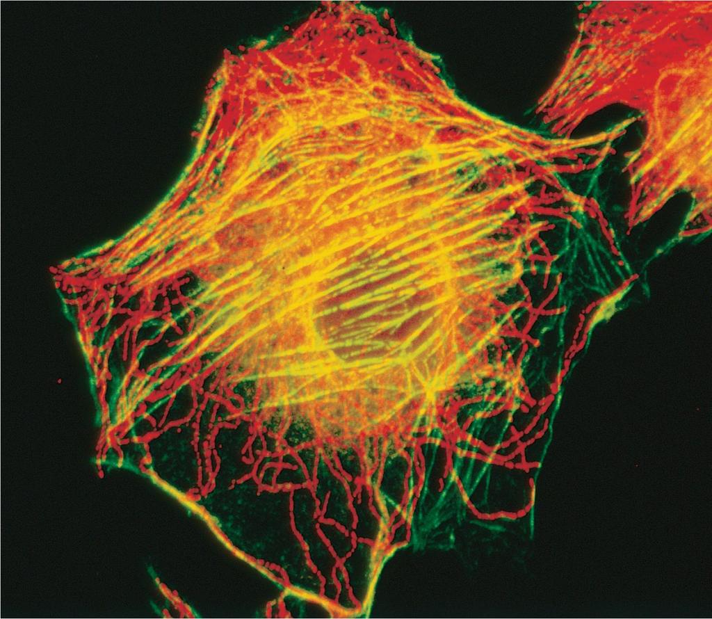 ΕΙΚΟΝΑ 1.31 Φωτογραφία συνεστιακού μικροσκοπίου που δείχνει ανθρώπινα κύτταρα.