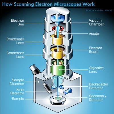 Ηλεκτρονική μικροσκοπία σάρωσης https://science.howstuffworks.com/scanning-electron-microscope2.