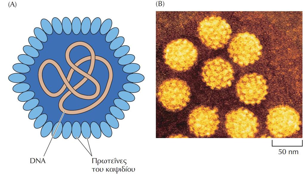 ΕΙΚΟΝΑ 1.43 Δομή ενός ζωικού ιού. (Α) Τα σωμάτια του ιού των ανθρώπινων θηλωμάτων περιέχουν ένα μικρό κυκλικό μόριο DNA εγκλεισμένο σε ένα πρωτεϊνικό περίβλημα (καψίδιο).