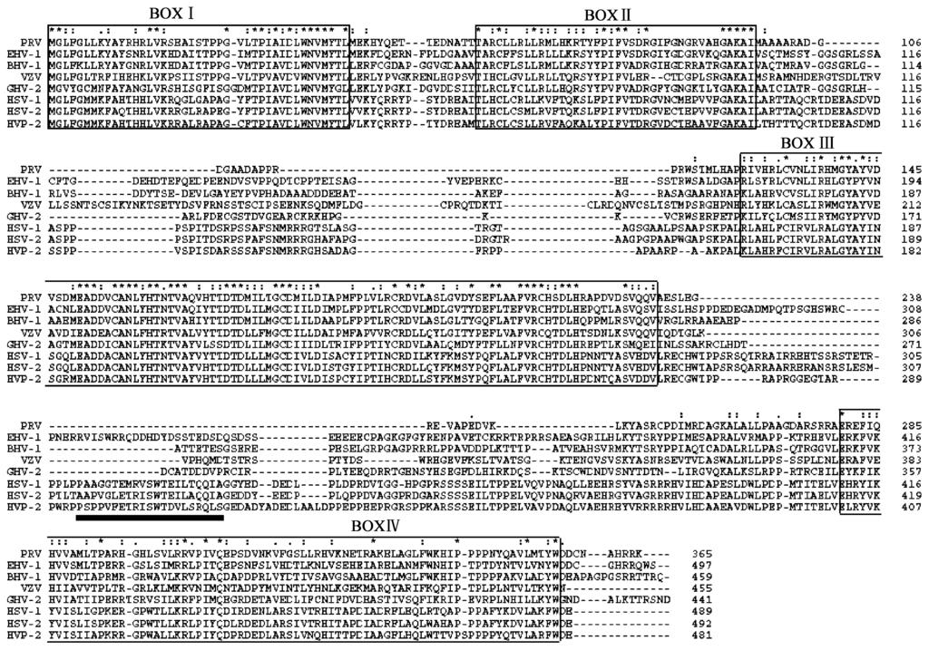68 21 Fig 3 Alignment of amino acid sequences of UL41 gene Note :The positions of the BOX 1 4 regions are indicated The important region for VP16 binding in HSV21 (310 330) is underlied by a bar