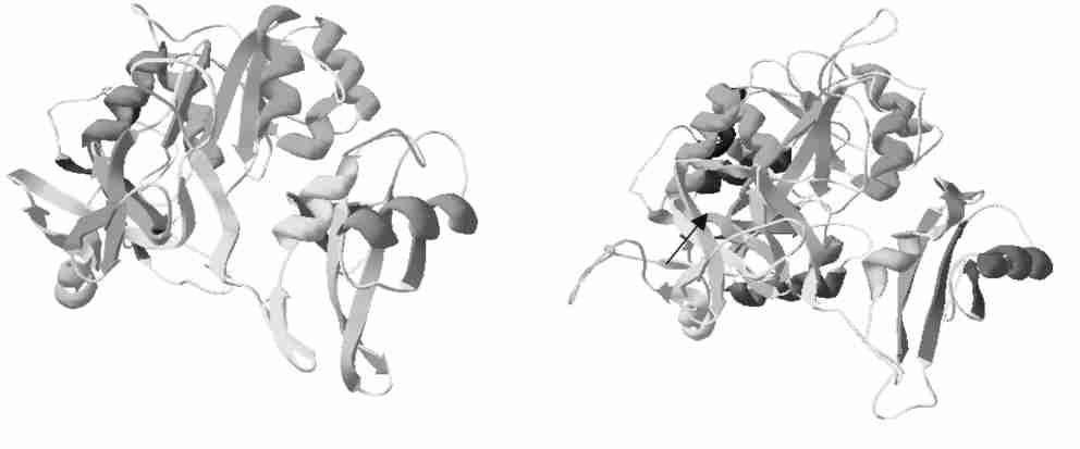 1 : 69 Fig 5 Three2dimensional structure of VHS protein The positions of the BOX 1 4 regions are indicated The arrow indicates the important region for VP16 binding in