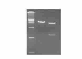 GEX2UL41 in BL21(DE3) M:Protein marker ; 1 :pgex2ul41(induced 3 hours) ; 2 :pgex2 KG(induced 3 hours), GST [10 ] 3, HSV VHS, VHS, eif4h mrna [13 ],VHS, VHS,,, VHS [5,14