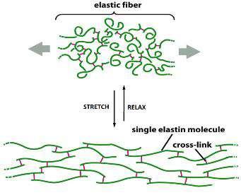 B Ελαστίνη Είναι λιγότερο παρούσα από ότι το κολλαγόνο αλλά σημαντική όσο και το κολλαγόνο Οι ελαστικές ίνες