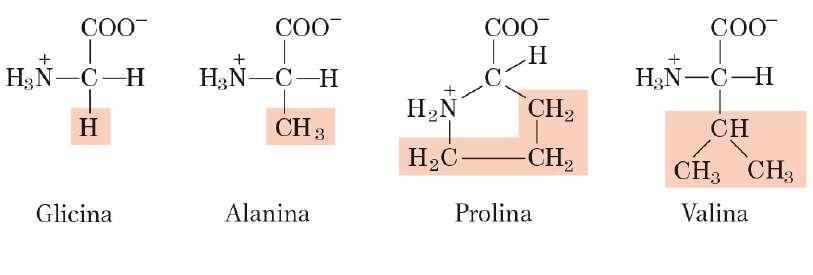 ακολουθία των AA της ελαστίνης αποτελείται από κάποια υδροφοβικά αμινοξέα: Γλυκίνη, Προλίνη, Βαλίνη και