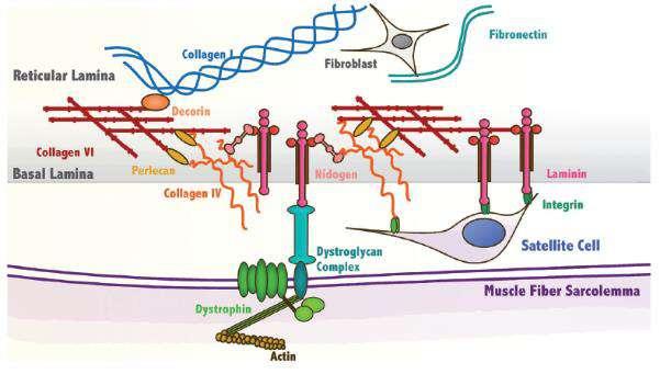 Η Biotensegrity είναι η διαδικασία της επαναφοράς της ενδο-κυτταρικής Ομοιόστασης και αποτελείται από