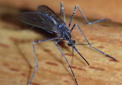 δεν τους πλησιάζουν αυτά τα έντομα. Όλοι οι υπόλοιποι περνάμε τους ζεστούς μήνες του καλοκαιριού «τρομοκρατημένοι» από τα κουνουποτσιμπήματα.