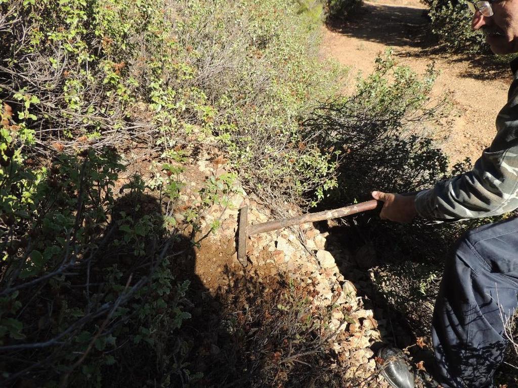 Εικόνα 2. Δημιουργία μικρής έκτασης αρόσιμης επιφάνειας εδάφους, με τη χρήση χτένας, στην προβολή της κόμης Cistus sp.