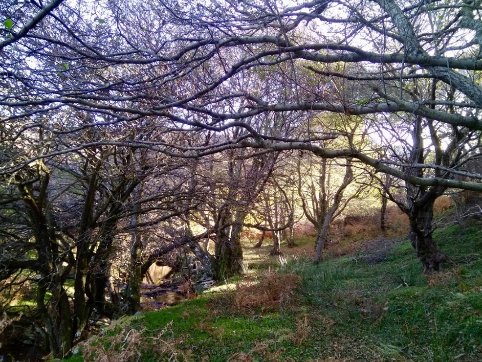 Μανιτάρια που σχετίζονται με τα σκλήθρα (Alnus glutinosa) στον οικότοπο προτεραιότητας 91E0* Εξορμήσεις Νοεμβρίου 2018 Ηλίας Πολέμης & Γεώργιος I.