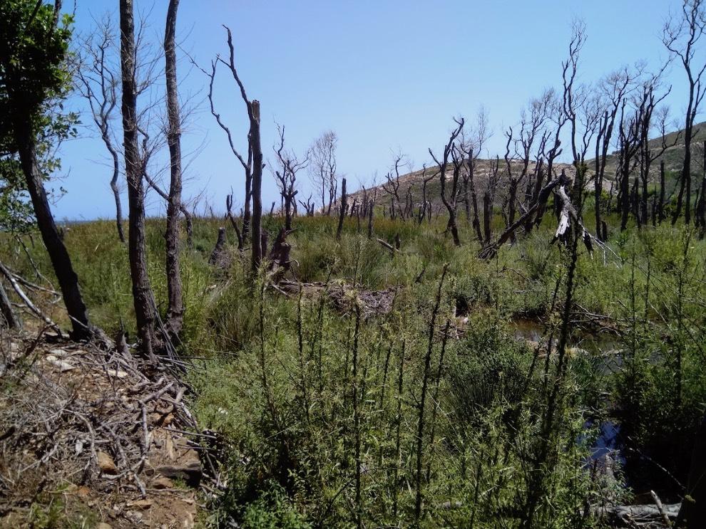 Από τα ψηλά στα χαμηλά και το δάσος σκλήθρων στην παραλία της Βόρης Από την έναρξη του έργου LIFE Andros Park γνωρίζαμε πως η πιο σημαντική περιοχή για τον οικότοπο προτεραιότητας ήταν το αλλουβιακό