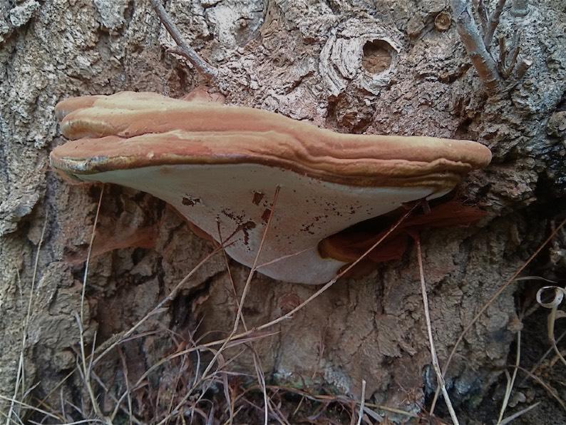 Μανιτάρι Ganoderma adspersum ηλικίας 2-3 ετών στη βάση κορμού ζωντανού σκλήθρου Τελευταίο, αλλά όχι ασήμαντο, το Trametes versicolor είναι ένα ακόμη ξυλοσηπτικό είδος μανιταριών που βρέθηκε