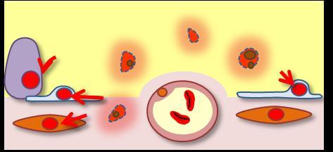 Epithelial cells