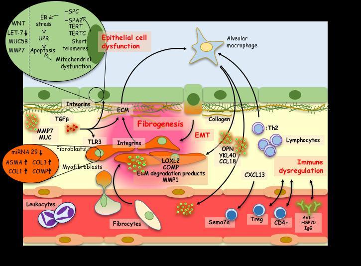 Deposition Other exposure Fibroblast