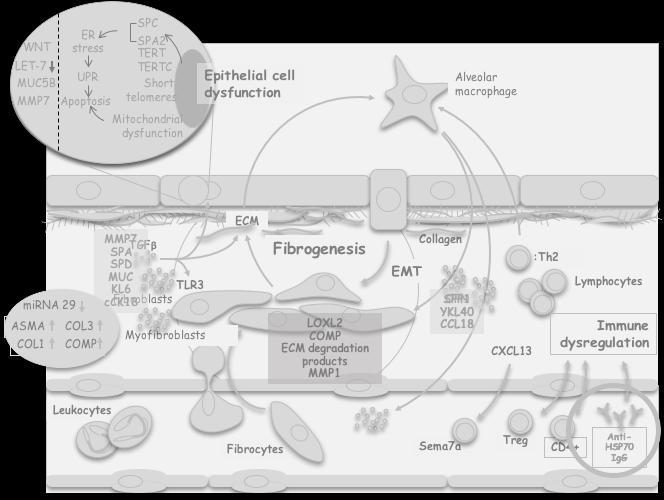 Telomere Degradation Mitochondria