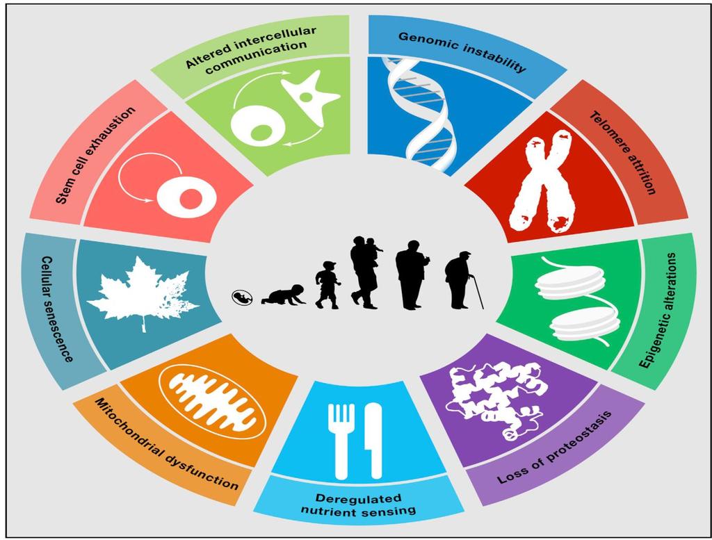 Aging governs wound-healing response Aging-time-dependent functional decline of organs and tissues Senescence-irreversible cease of cell division Leading cause