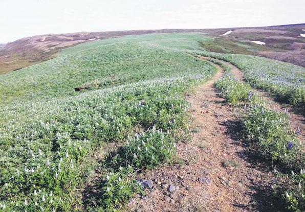 50 Bændablaðið Fimmtudagur 8. september 2016 Lesendabás Lúpínan besti vinur bóndans Við landnám var Ísland kjarri vaxið milli fjalls og fjöru.