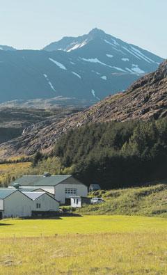 Líbanir nota það mest í grænmetisrétti.