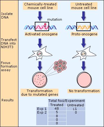 Το DNA των καρκινικών κυττάρων μετασχηματίζει φυσιολογικά κύτταρα Shih, C., et al (1979).
