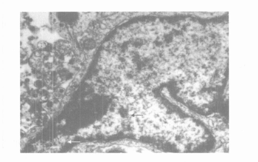 Serto li cells cultured fo r 3 d (100 ) ; E. Serto li cells of H E staining (100 ) 2. 2. 2,,,,, ( 3), [2 ] 2. 2. 3 4,, A, 8, 4 F ig.