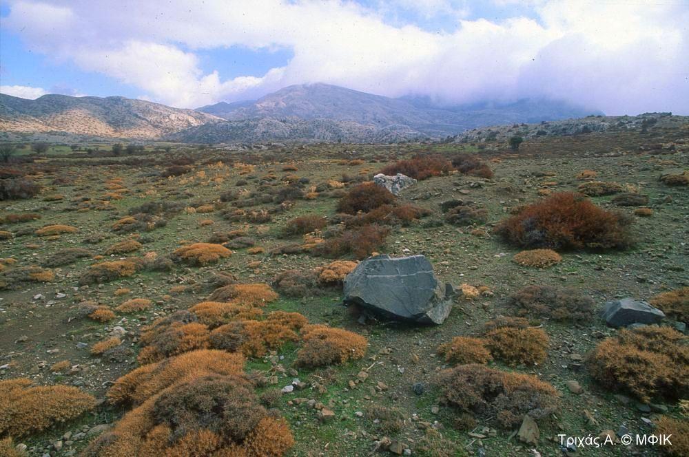 Προσαρμογές των φυτών ως προς την Θερμοκρασία Σε μεγάλα υψόμετρα όπου η θερμοκρασία είναι