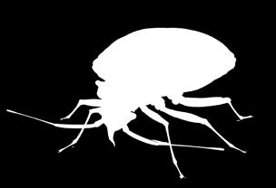 μυρμήγκια, κοριοί, σκώροι, ψύλλοι, μύγες, κουνούπια Δόσεις: