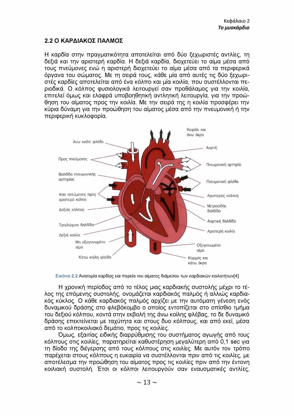 Κεφάλαιο 2 Το μυοκάρδιο 2.2 Ο ΚΑΡΔΙΑΚΟΣ ΠΑΛΜΟΣ Η καρδία στην πραγματικότητα αποτελείται από δύο ξεχωριστές αντλίες, τη δεξιά και την αριστερή καρδία.
