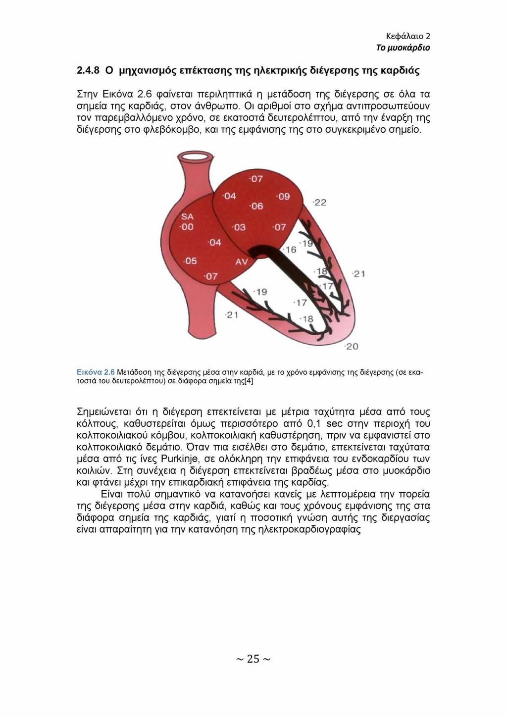 Κεφάλαιο 2 Το μυοκάρδιο 2.4.8 Ο μηχανισμός επέκτασης της ηλεκτρικής διέγερσης της καρδιάς Στην Εικόνα 2.6 φαίνεται περιληπτικά η μετάδοση της διέγερσης σε όλα τα σημεία της καρδιάς, στον άνθρωπο.