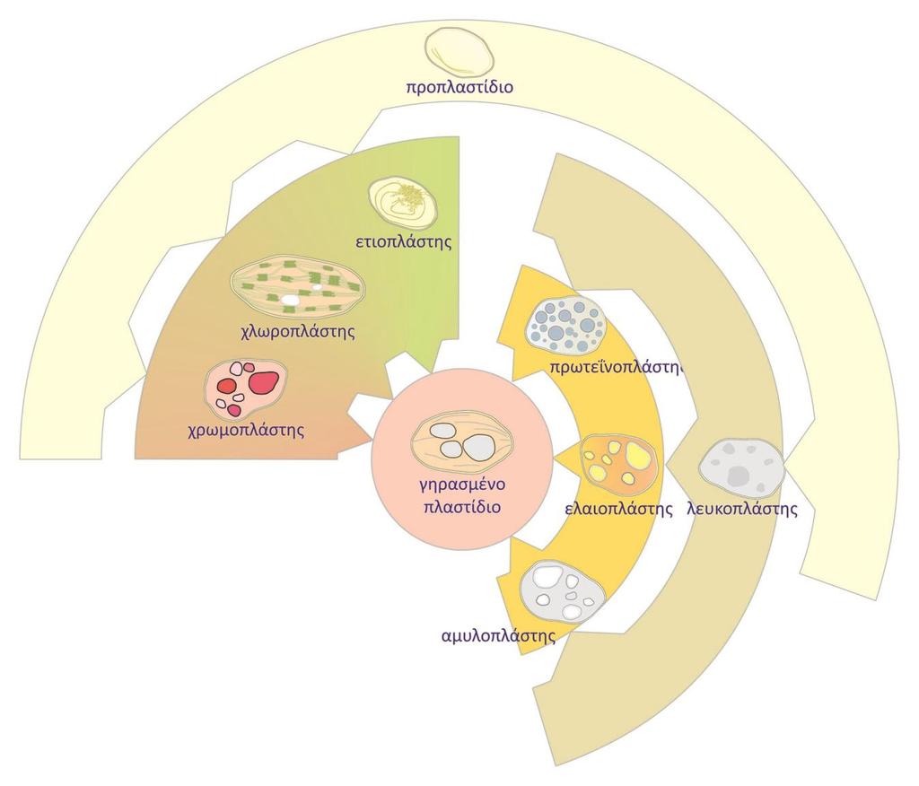 Τα πλαστίδια δεν αποτελούν άκαμπτες δομές αλλά έχουν τη δυνατότητα να