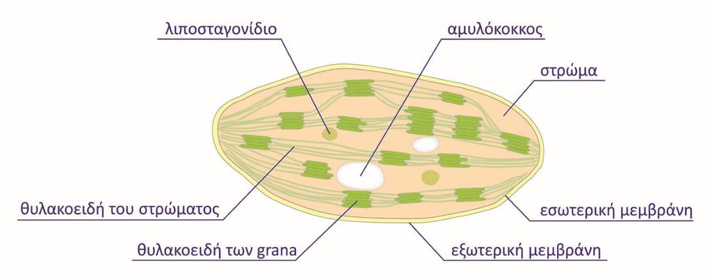 Οι χλωροπλάστες είναι τα υποκυτταρικά οργανίδια στα οποία επιτελείται η φωτοσύνθεση Φάκελος: Η διπλή εξωτερική μεμβράνη που περιβάλλει το χλωροπλάστη Στρώμα: Το άμορφο ζελατινώδες υλικό που