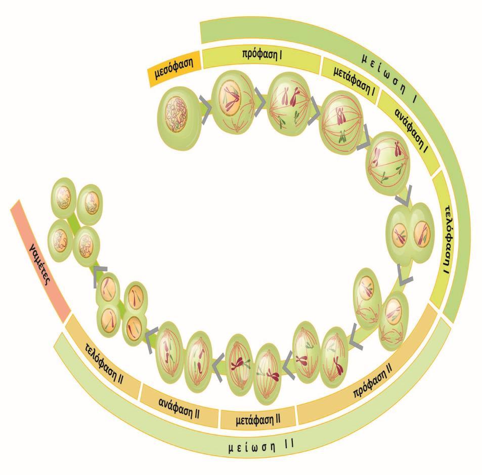 Η μειωτική διαίρεση έχει ως στόχο να διατηρηθεί σταθερός ο αριθμός των χρωμοσωμάτων από γενιά σε γενιά, κατά την εγγενή αναπαραγωγή των οργανισμών Στην εικόνα παρουσιάζονται τα βασικά χαρακτηριστικά