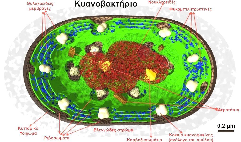 ευκαρυωτικό φυκικό κύτταρο υπάρχουν χλωροπλάστης(ες) και μιτοχόνδριο(α) περιβαλλόμενα από μεμβράνες ενώ στο