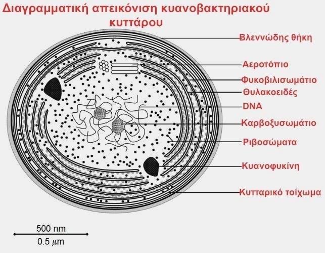 Στο χλωροπλάστη των φυκών (και όχι στα φυτά) υπάρχει το πυρηνοειδές (δεν περιβάλλεται από μεμβράνη) στο οποίο