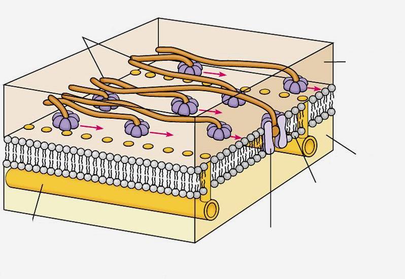 Φυκολογία Το κυτταρικό τοίχωμα των ευκαρυωτών15 Μικροϊνίδια κυτταρίνης Μήτρα κυτταρικού τοιχώματος Κυτταρόπλασμα Πλασματική μεμβράνη Μικροσωληνίσκοι προσκολλημμένοι στο εσωτερικό μέρος της